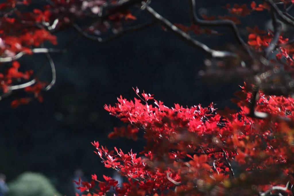 Tora Hotel Tokyo-Rikugienn 寅ホテル 六義園 A Exterior photo